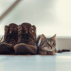 How to Get Cat Pee Out of Shoes