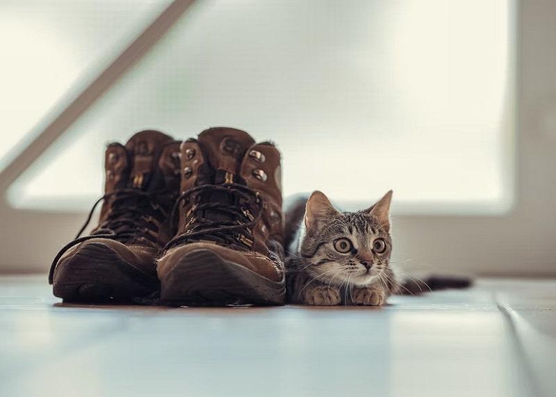 How to Get Cat Pee Out of Shoes